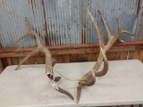 19.4 lbs Elk Antler Cuts