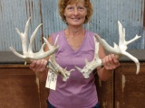 6x4 Whitetail Shed Antlers