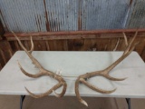 14 lbs Elk Antler Cuts