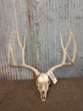 4x4 Mule Deer Antlers On Skull