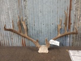 NICE Nontypical Mule Deer Antlers On Skull Plate