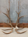 17.6 lbs Elk Antler Cuts