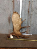 Nice Alaskan Moose Shed Antler