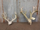 2 Whitetail Antlers On Skull Plate