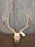 5x5 Mule Deer Antlers On Skull