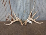 5x5 Whitetail Shed Antlers