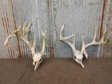 2 Whitetail Antlers On Skull Plate