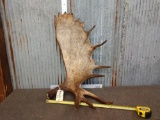 Nice Alaskan Moose Shed Antler