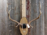 6x5 Elk Antlers On Plaque