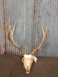 5x5 Mule Deer Antlers On Skull