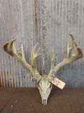 300 Class Whitetail Antlers On Skull