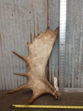 Nice Little Canadian Moose Shed Antler