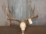 4x5 Mule Deer Antlers On Skull