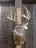 140 Class Whitetail Deer Shoulder Mount Taxidermy