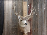 5x5 Mule Deer Taxidermy Mount