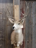 4x4 Mule Deer Taxidermy Mount