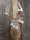 Nice 5x5 Whitetail Shoulder Mount Taxidermy