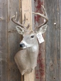 5x5 Whitetail Shoulder Mount Taxidermy