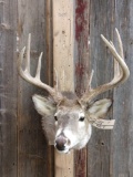 4x5 Whitetail Shoulder Mount Taxidermy