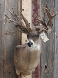 Whitetail Deer In Velvet Shoulder Mount Taxidermy