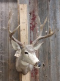 6x5 Mule Deer Shoulder Mount Taxidermy