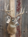 5x4 Whitetail Shoulder Mount Taxidermy