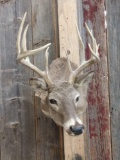 Main Frame 5x5 Whitetail Shoulder Mount Taxidermy