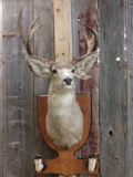 5x5 Mule Deer Shoulder Mount Taxidermy