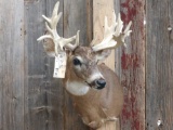 Mini Monster Nontypical Whitetail Shoulder Mount Taxidermy