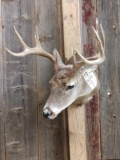 4x4 Whitetail Shoulder Mount Taxidermy