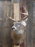 4x4 Whitetail Shoulder Mount Taxidermy