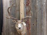 Beautiful B&C Record Book Mule Deer Shoulder Mount Taxidermy