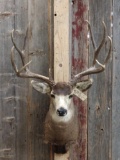 BIG Mule Deer Shoulder Mount Taxidermy