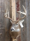 Nice 5x5 Whitetail Shoulder Mount Taxidermy