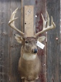 6x5 Whitetail Shoulder Mount Taxidermy