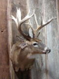 High 190 Class Whitetail Shoulder Mount Taxidermy