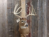 High 150 Class Whitetail Deer Shoulder Mount Taxidermy