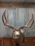 B&C Record Book Mule Deer Pedestal Mount Taxidermy