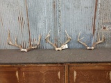 3 Sets Of Whitetail Antlers On Skull Plate