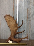 Nice Alaskan Moose Shed Antler