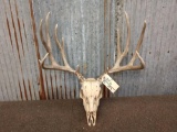 6x5 Mule Deer Antlers On Skull