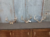 3 Sets Of Whitetail Antlers On Skull Plate