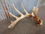 Nice 5 Point Whitetail Shed Antler