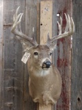 6x5 Whitetail Deer Shoulder Mount Taxidermy