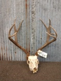 4x4 Mule Deer Antlers On Skull