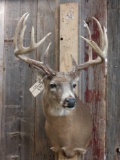 6x5 Whitetail Deer Shoulder Mount Taxidermy