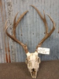 3x5 Mule Deer Antlers On Skull