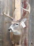 Nice 4x4 Whitetail Deer Shoulder Mount Taxidermy