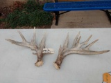 Big Set Of Nontypical Whitetail Shed Antlers