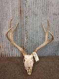 3x4 Mule Deer Antlers On Skull